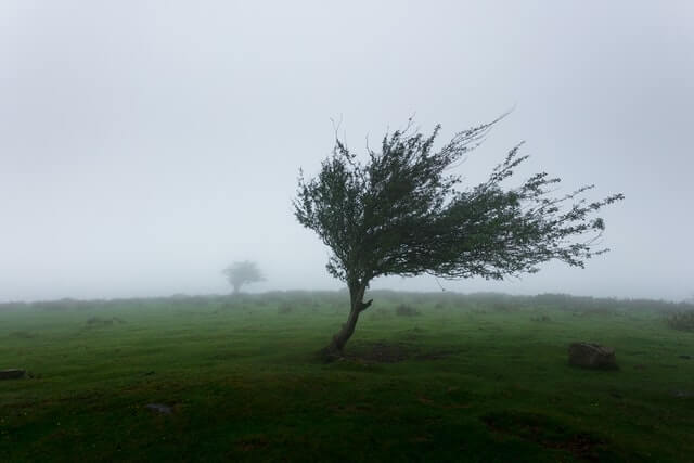 tree in a windy weather