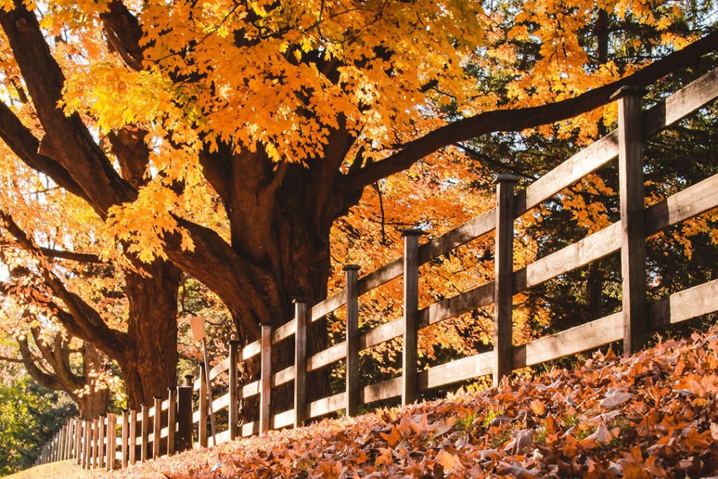 Fence in autumn scenery, yellow leaf falling. 